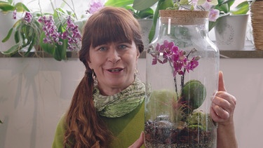 Orchidee (Phalaenopsis) im Glas mit Sabrina Nitsche | Bild: BR / Bernhard Finger
