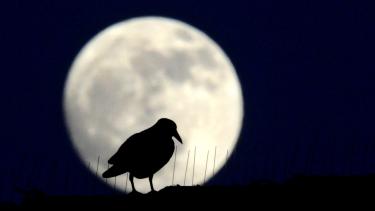 Mond mit Rabe | Bild: picture-alliance/dpa