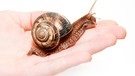 Schnecke mit Haus auf Handfläche | Bild: colourbox.com